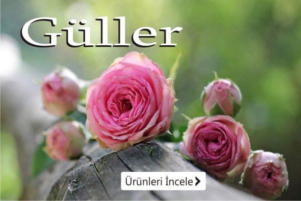 Tavşanlı çiçek siparişi, tavşanlı gül buketleri