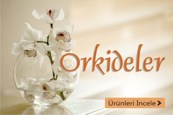 Tavşanlı çiçek siparişi, Kütahya tavşanlı orkide çeşitleri